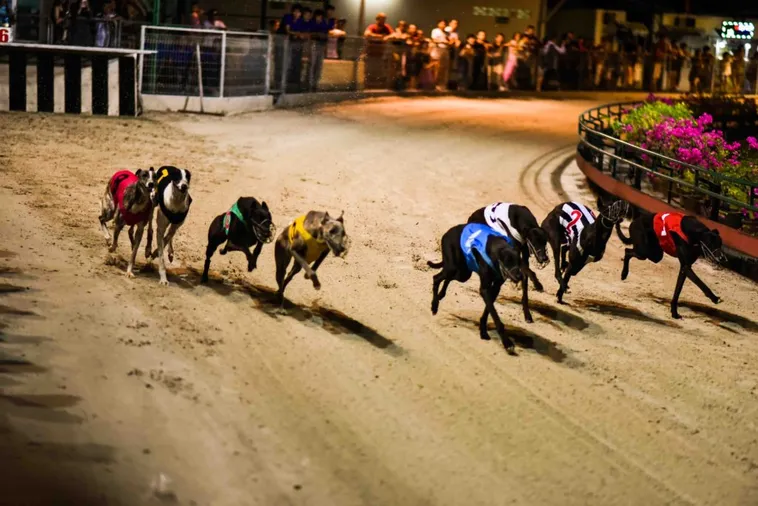 Hướng Dẫn Cách Chơi Game Nhanh Đua Chó Tại E2BET Chi Tiết Nhất